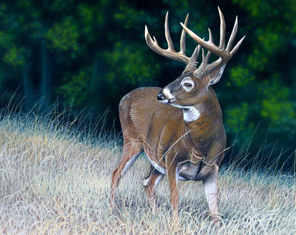 Food for thought about upcoming deer season